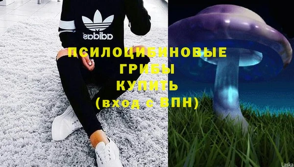 стаф Арсеньев